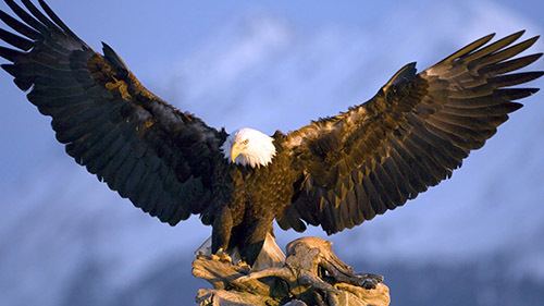 Eagle Live HD Nest Cams American Eagle Foundation
