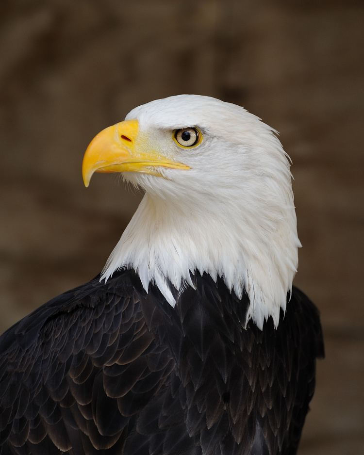 Eagle httpsuploadwikimediaorgwikipediacommons11