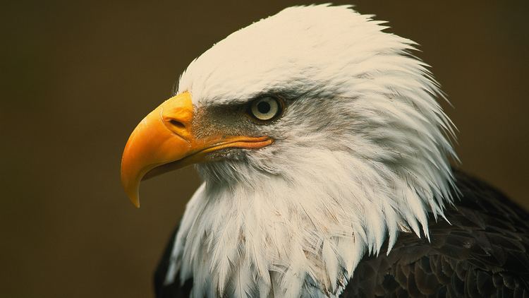 Eagle Bald Eagle