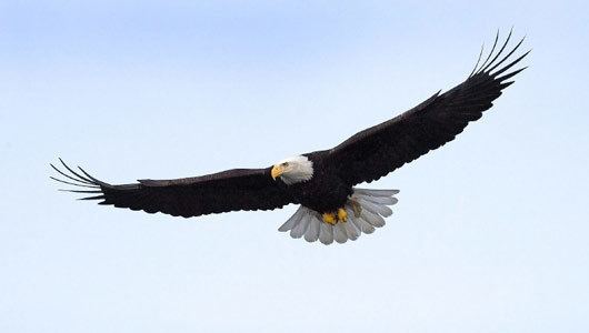 Eagle Amazing Facts about Eagles OneKind