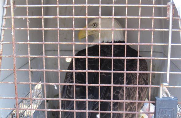Eagle in a Cage Fly Strong Soar High Live Free Rescued Route 40 Bald Eagle