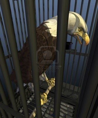 Eagle in a Cage Eagle In a Gilded Cage In My Humble Opinion Albany Political Blog