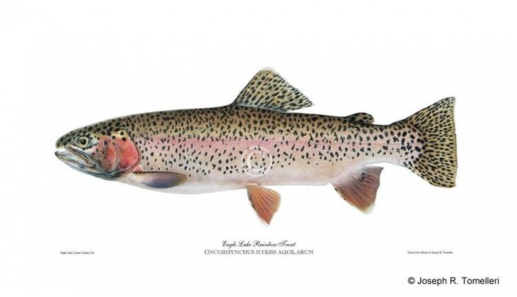 Eagle Lake trout wwwamericanfishescomshop317thickboxdefaulte