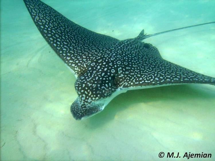 Eagle ray Spotted Eagle Ray The Department of Environment and Natural Resources