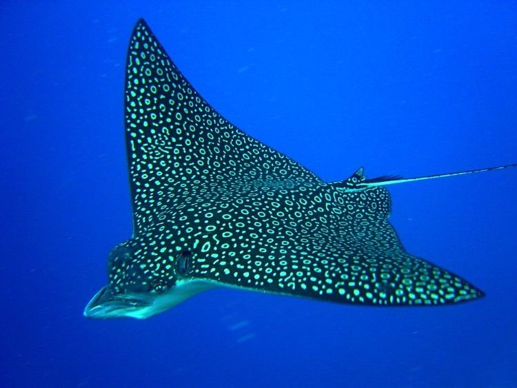 Eagle ray Role in Marine Food Webs The Queen Conch