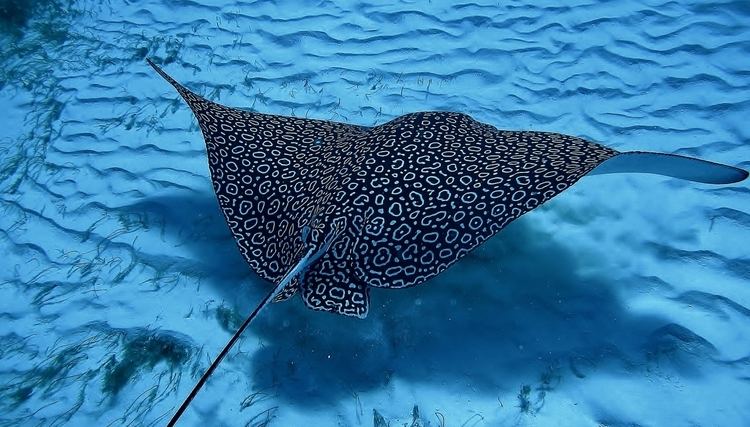 Eagle ray Welcome to Cozumel39s premiere Dive Shop Eagle Ray Divers Cozumel