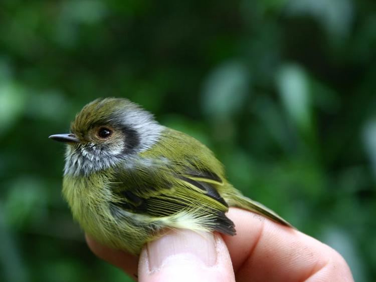 Eared pygmy tyrant EARED PYGMYTYRANT Myiornis auricularis FAUNA PARAGUAY