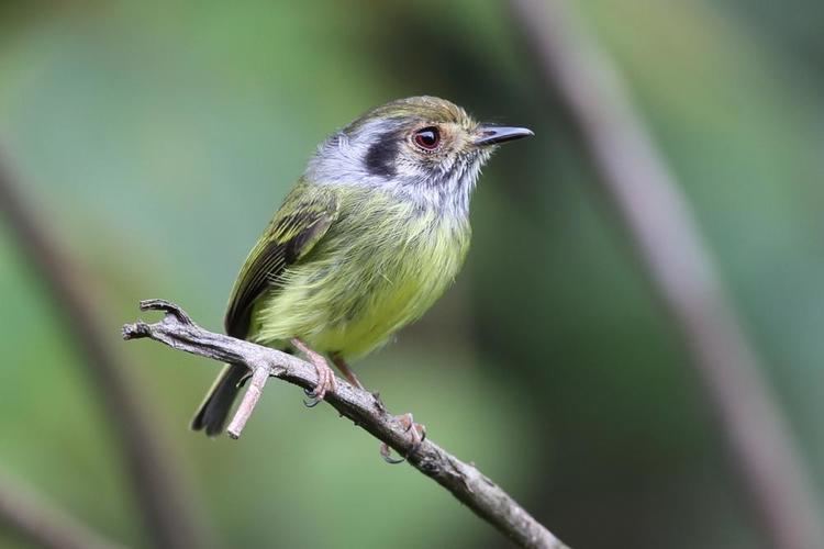 Eared pygmy tyrant Photos of Eared Pygmytyrant Myiornis auricularis the Internet