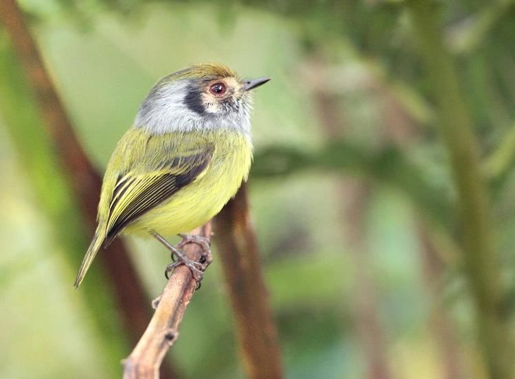 Eared pygmy tyrant Photos of Eared Pygmytyrant Myiornis auricularis the Internet