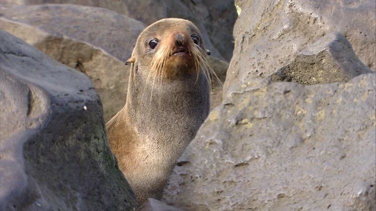 Eared seal Eared Seal Looking at Camera Pribilof Islands HD Stock Video