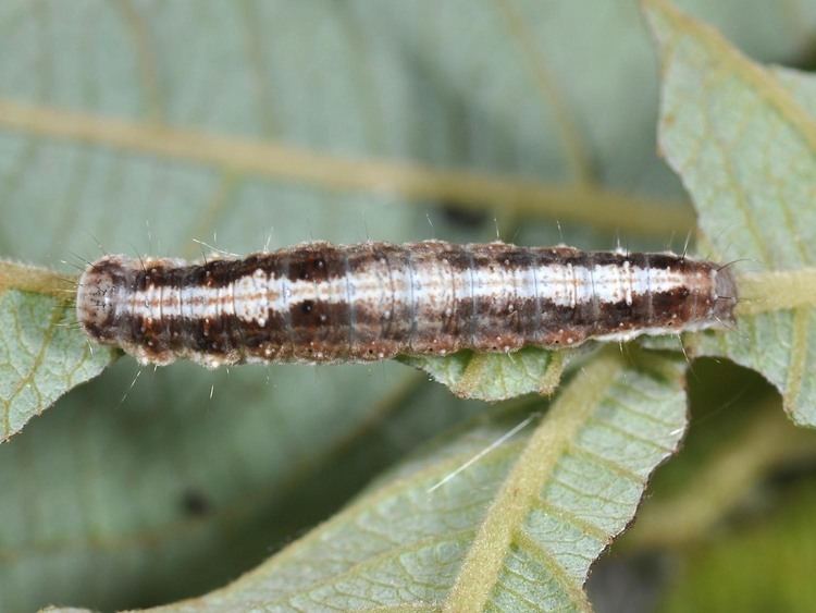 Earias clorana lepinetfr Earias clorana La Halias du Saule