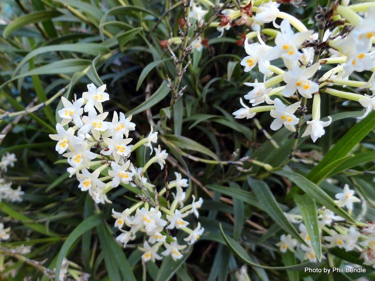 Earina autumnalis TERRAIN Taranaki Educational Resource Research Analysis