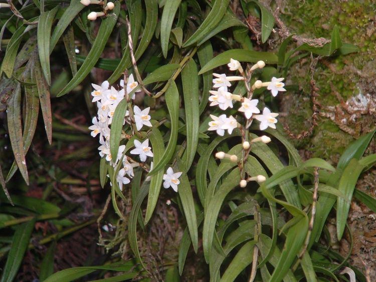 Earina autumnalis IOSPE PHOTOS