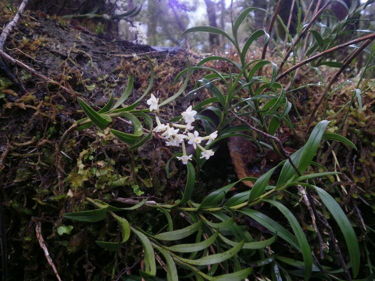 Earina autumnalis Earina autumnalis Wikipedia