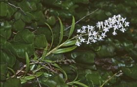 Earina autumnalis Earina autumnalis New Zealand Plant Conservation Network