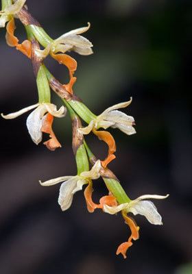 Earina mucronata Earina mucronata New Zealand Plant Conservation Network