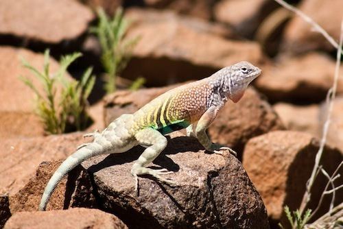 Earless lizard Earless Lizard for Sale Reptiles for Sale