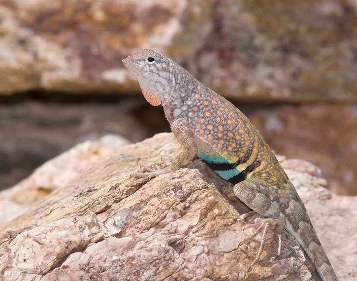 Earless lizard Greater Earless Lizard Cophosaurus texanus