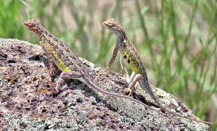 Earless lizard Elegant Earless Lizard Tucson Herpetological Society