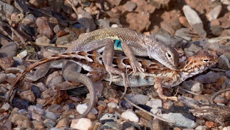 Earless lizard Elegant Earless Lizard Tucson Herpetological Society