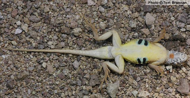 Earless lizard Elegant Earless Lizard Holbrookia elegans Reptiles of Arizona