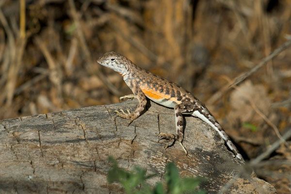 Earless lizard Wild Herps Greater Earless Lizard Cophosaurus texanus