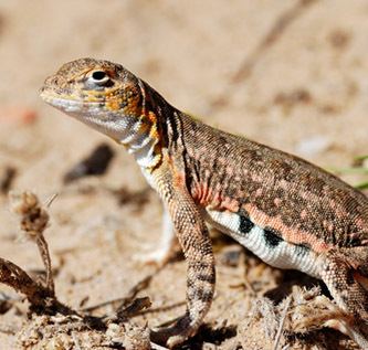 Earless lizard Navajo Zoo Lesser Earless Lizards