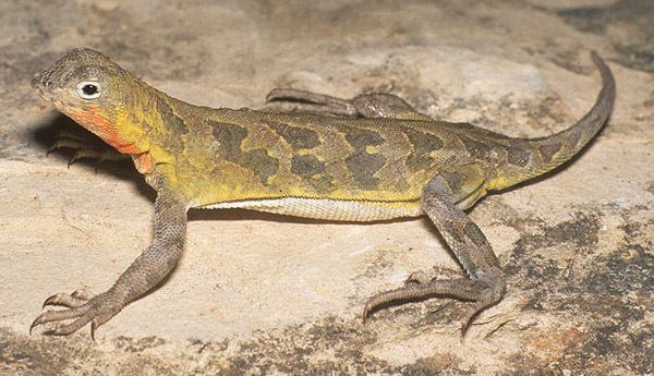 Earless lizard Spottail earless lizard WildEarth Guardians