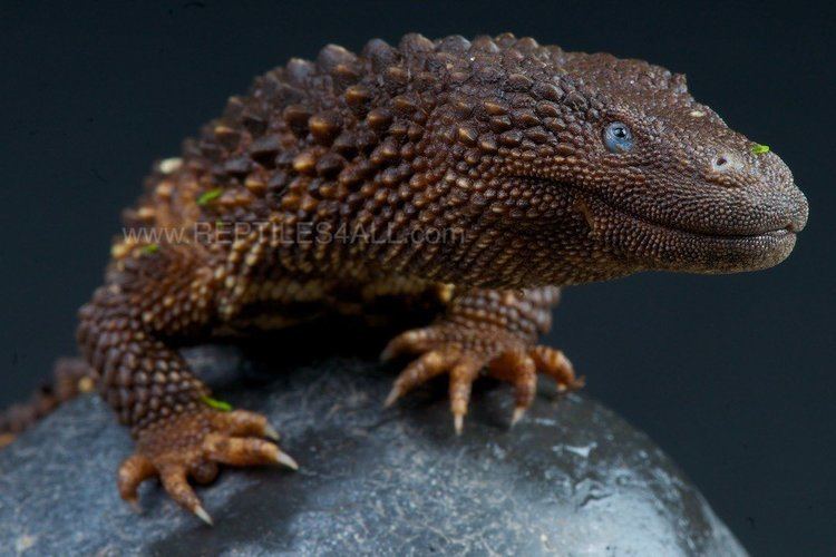 Earless monitor lizard Elusive Earless Monitor39s Viral Social Status Proves Deadly for