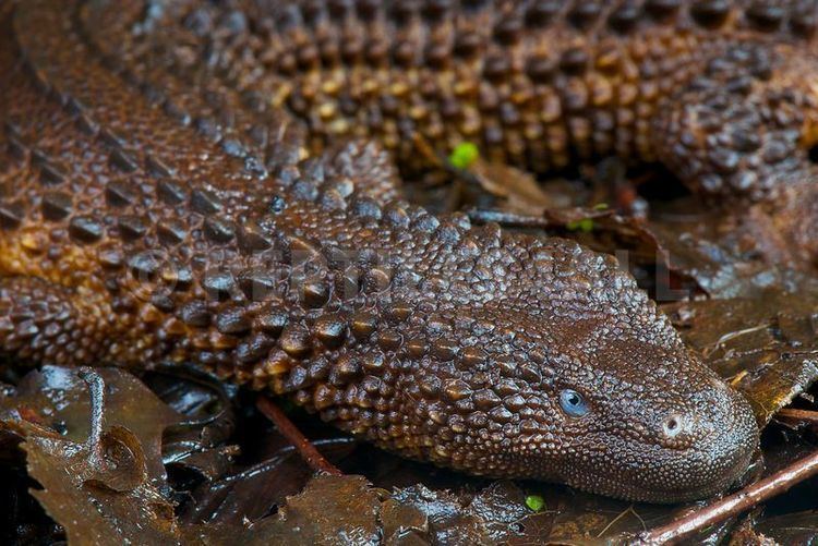 Earless monitor lizard Borneo earless monitor Lanthanotus borneensis Reptiles