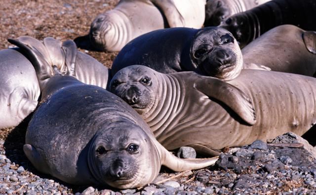 Earless seal BBC Nature True seals videos news and facts