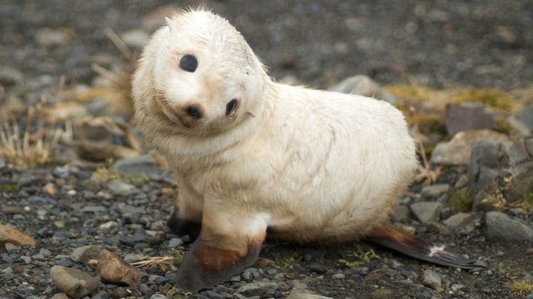 Earless seal The Harp Seal Or Saddleback Seal Is A Species Of Earless Seal Native