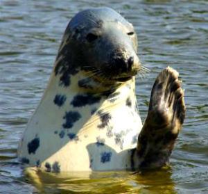 Earless seal Earless Seals Mammalian Hybrids
