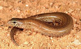 Earless skink - Alchetron, The Free Social Encyclopedia