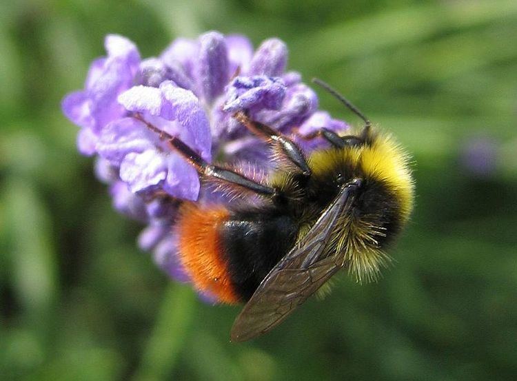 Early bumblebee Bombus pratorum Early bumblebee Pyrobombus pratorum