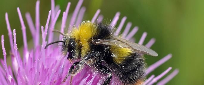 Early bumblebee The Wildlife Trusts