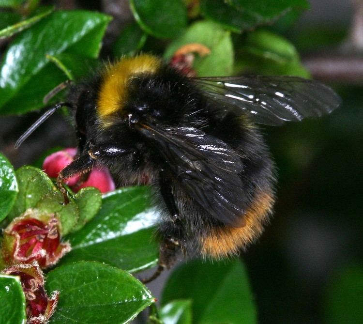 Early bumblebee Early Bumblebee Bombus pratorum NatureSpot