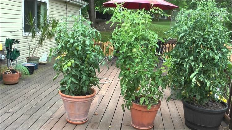 Early Girl Early Girl tomato plant in pot Manchester St Louis Missouri