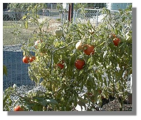 Early Girl Biovam grown Early Girl Tomato plants