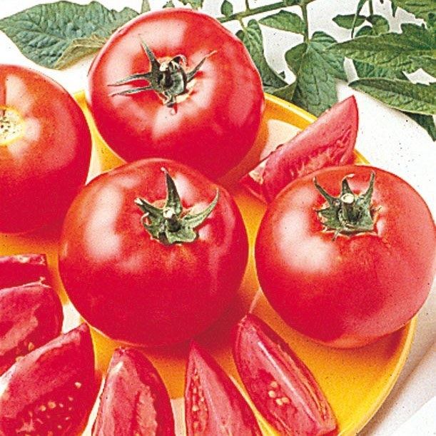 Early Girl Bush Early Girl Tomato Higher Yields Compact Plants