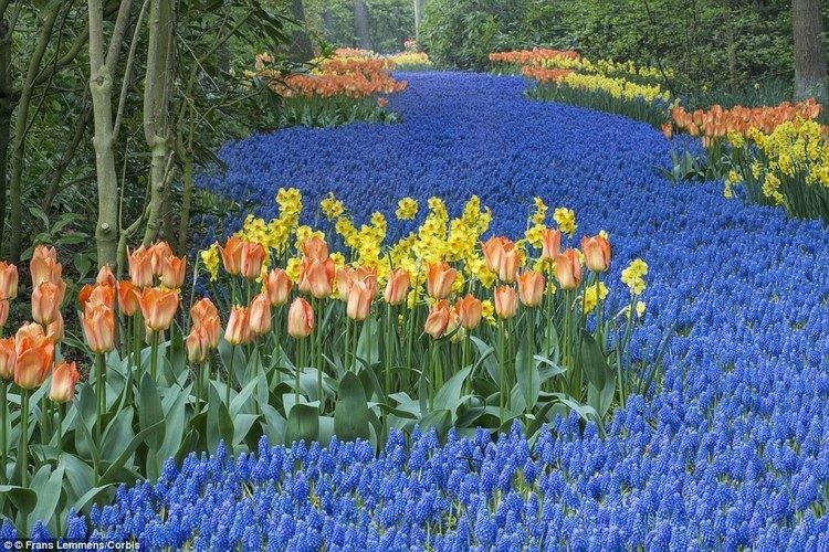 Early Spring Story movie scenes In Lisse the Netherlands the famed Keukenhof Gardens are a must visit for