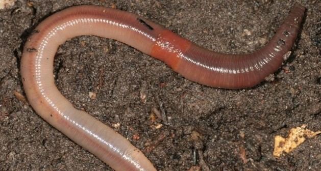 Earthworm Earthworms frequent questions Welcome Wildlife