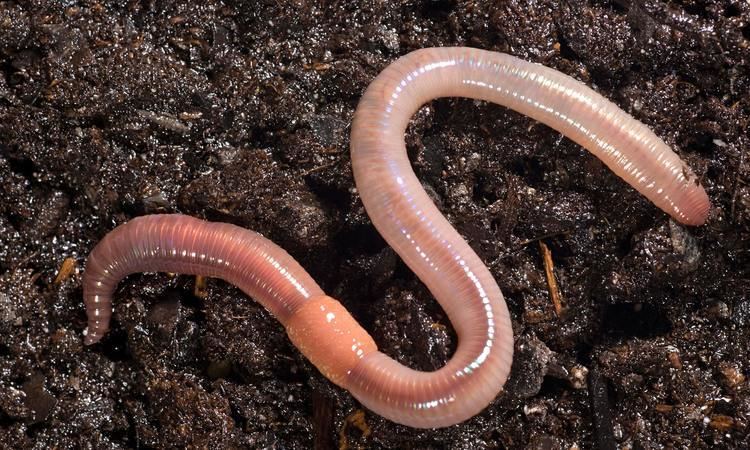 Earthworm Earthworms In The Garden Lessons TES Teach