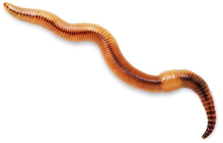 Earthworm Earthworm Facts Information About Worms DK Find Out