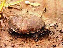 East African black mud turtle httpsuploadwikimediaorgwikipediacommonsthu