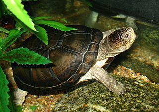 East African black mud turtle East African Black Mud Turtle Care a Herpetologist39s Thoughts