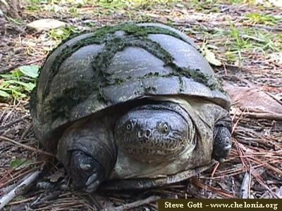 East African black mud turtle World Chelonian Trust Pelusios Gallery