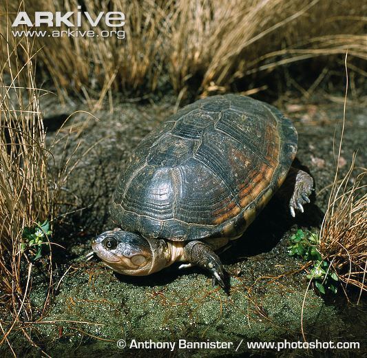 East African black mud turtle East African black mud turtle photo Pelusios subniger G22769