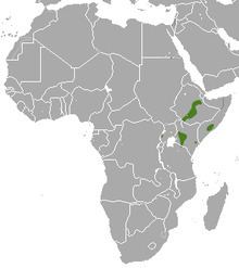East African epauletted fruit bat httpsuploadwikimediaorgwikipediacommonsthu