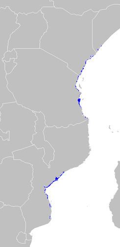 East African mangroves httpsuploadwikimediaorgwikipediacommonsthu